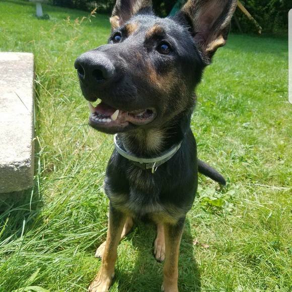 Meet your Posher, Chandler - Picture 1 of 1